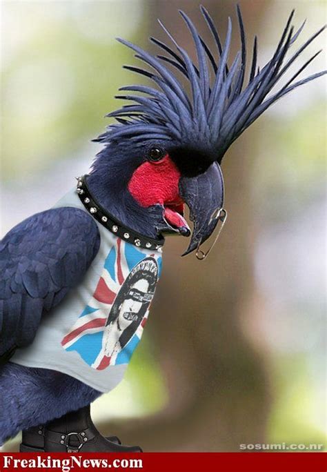 Punk Parrot | Pet birds, Beautiful chickens, Parrots art