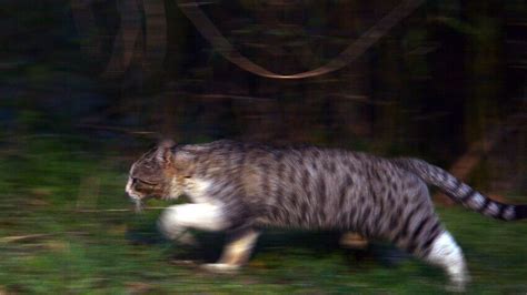 Comment Feral Cats Killling Hundreds Of Australian Animals Sbs News