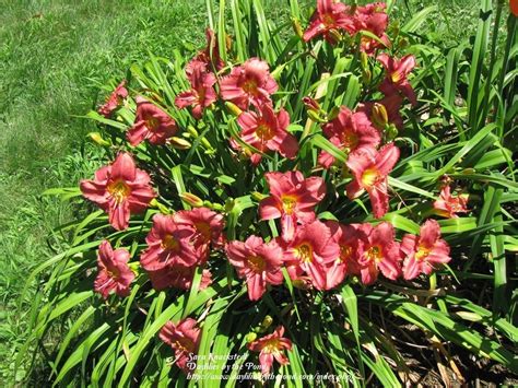 Photo Of The Entire Plant Of Daylily Hemerocallis Rosy Returns