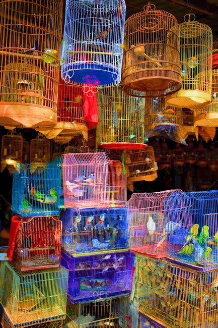 Originally founded 05/21/1993 by dr. Pet Shops Near Me That Sell Birds - Pet's Gallery