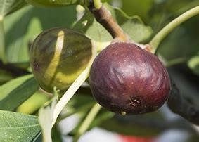 Fiordaliso questo delicato fiore per una donna romantica. Significato e simbologia dei Fiori | Fiori con la lettera F