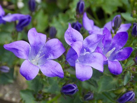 10 Best Flowering Shade Plants Hello Farmhouse Flowering Shade
