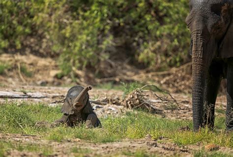 Baby African Elephant Playing Namibia Photo Taken Of Bab Flickr