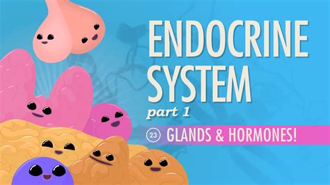 Check spelling or type a new query. Endocrine System, part 1 - Glands & Hormones: Crash Course ...