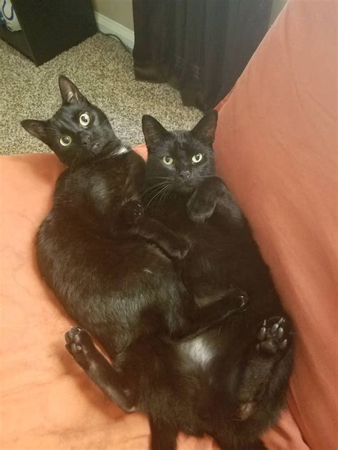 Black Cats Are My Favorite Heres My Two Mischiefs Cats Funny Cat