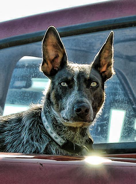 Scary Blue Heeler Bodie A Photo On Flickriver