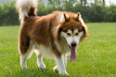Is a german shepherd husky mix or gerberian shepsky the right breed of dog for you? Amazing Information About the Australian Shepherd-Husky ...