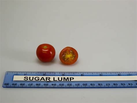 Sugar Lump Heirloom Tomato Grown At Rutgers Njaes Research Farms