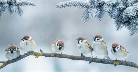 Lots Of Little Birds Sitting On A Branch During A Snowfall Stock Photo