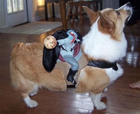 Nacoco cowboy rider dog costume for dogs clothes knight style with doll and hat for halloween day pet costume (m). The Only Cute Corgi Halloween Costume Post (90 pics ...