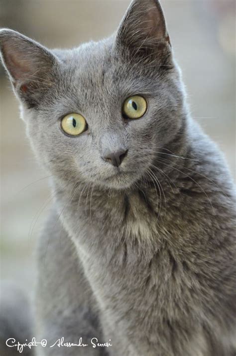 Russian Blue Grey Cat Breeds Pets Lovers