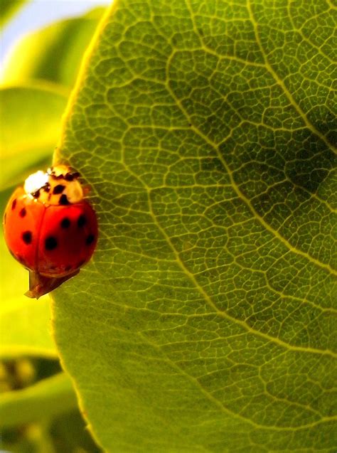 free picture ladybug leaves macro