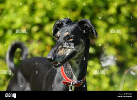 Lurcher Paw High Resolution Stock Photography And Images Alamy