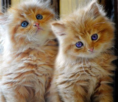 Persian cat grooming is a big task. What You Need to Know about Persian Cat Care | Petsourcing