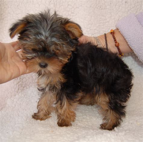 15 Pictures About Yorkie Poo Full Grown Size Pets Lovers