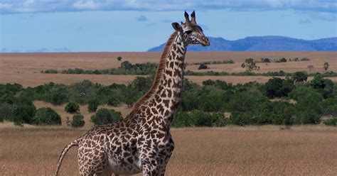 All Animals: Zarafa (Giraffe) Profile,News,Photos