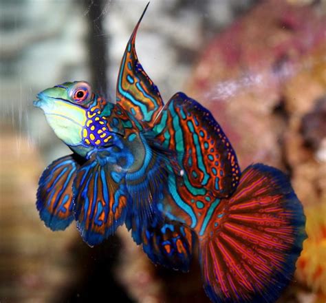 Most Beautiful Saltwater Fish 2008