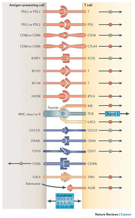 Overview Of Receptor Ligand Interactions Involved In Checkpoint