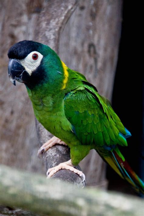 Yellow Collared Mini Macaw Parrots Prachtige Vogels Vogels En