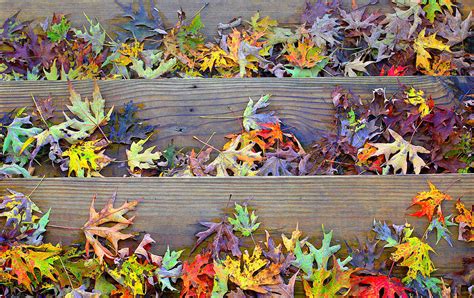 Autumn Steps Photograph By William Schmid Fine Art America