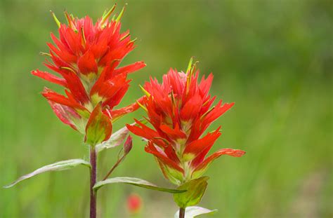 Indian Paintbrush Flowers Wyoming Department Of Health