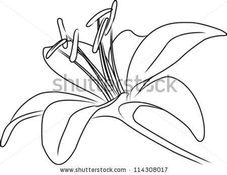 Blooming Asiatic Lily Flower On Stem Vector Sketch Outline By Alena Nikifarava Via Shutterstock