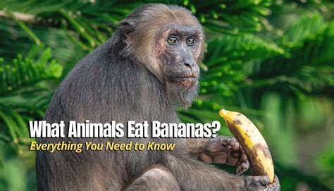 What Animals Eat Bananas 23 Examples With Pictures The Backyard Pros