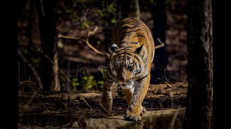 Tigers Of Pench National Park Youtube