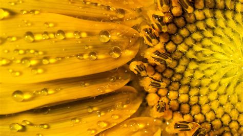 Sunflower Nature Droplets Water Yellow Petals Flower Hdr