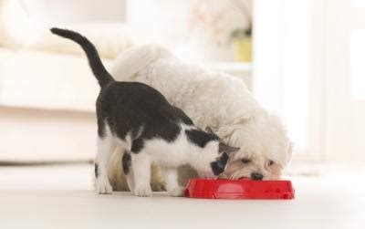However, cats need meat, and it is a primary ingredient in almost all cat food, beef, and chicken being the most common ones used, followed by fish. My Feline Is Throwing Up Undigested Food (with Pictures ...