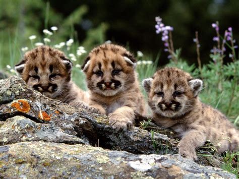 Baby Animals Wallpapers Wallpaper Cave