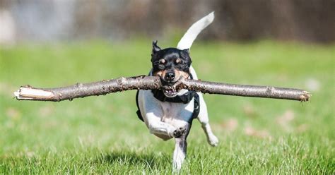 Dog Owners Urged To Stop Throwing Sticks For Their Pets Because Its