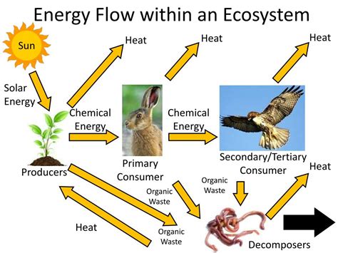 Ppt The Cycling Of Matter And Energy Powerpoint Presentation Free