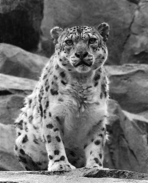 Snow Leopard Alaska Vanishing Light
