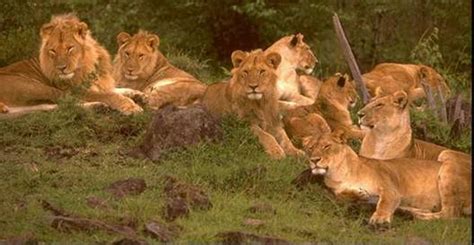 The lion group was established in the 1930s and today, has operations in malaysia, china, singapore, indonesia, vietnam, hong kong, cambodia and usa. Alexis Scott's Blog: Blog: Design the set for a play