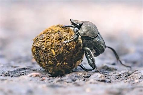 Escarabajo Características Alimentación Hábitat Reproducción