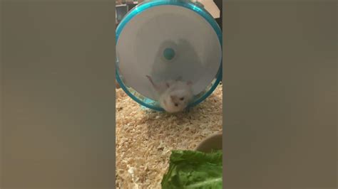 Rotund Hamster On Spinning Wheel Fails Compilation 😁🥰😄 Youtube