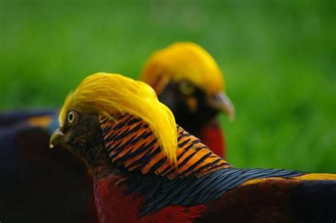 Colourful Birds Pentax User Photo Gallery Bird Photography