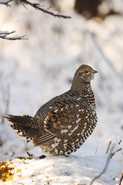 Spruce Grouse Photos By Ron Niebrugge