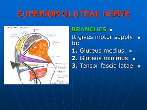Surgical Anatomy Of The Superior Gluteal Nerve And Landmarks For Its