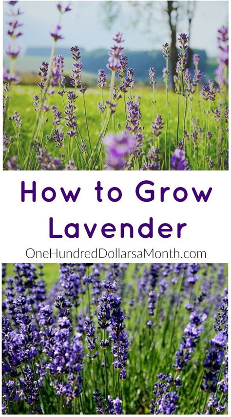How To Grow Lavender Start To Finish Growing Lavender