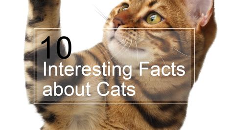 10 Interesting Facts About Cats Youtube