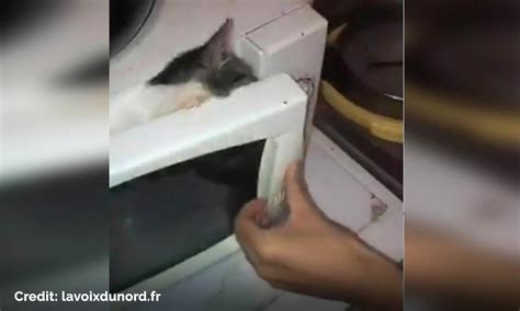 Sickening Footage Of Teenagers Microwave A Cat Was Uploaded To Social Media In Dunkirk The