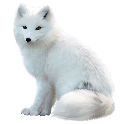 Arctic Fox Png File Png All Png All