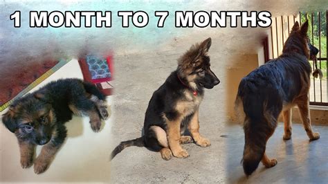 How Much Should My 3 Month Old German Shepherd Dog Puppy Weigh