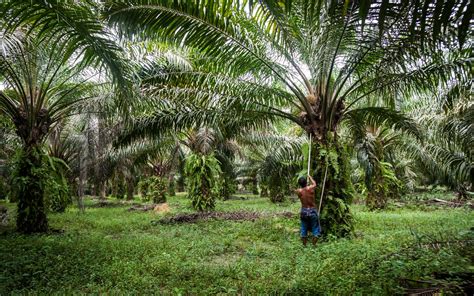 Palm oil is derived from the flesh of the fruit of the oil palm species e. MPOB-UKM ENDOWMENT CHAIR