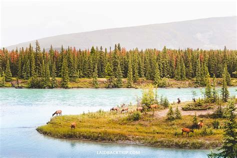 A Complete Guide To Jasper National Park Canada — Laidback Trip