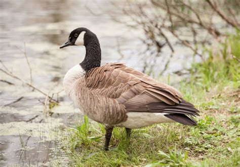 Message from pastor john harris. How To Keep Geese Off Your Lakefront | Goose Repellent