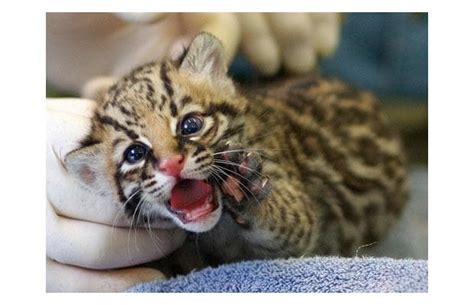 Zooborns Cute Exotic Baby Animals Born At Zoos Around The World