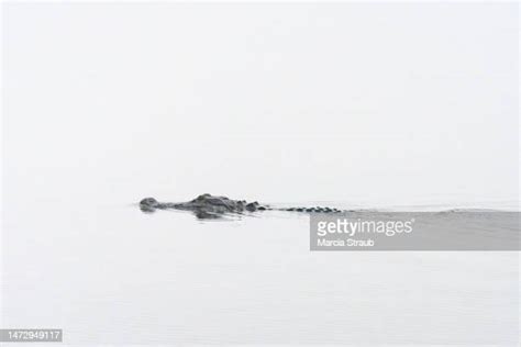 Alligator Silhouette Photos And Premium High Res Pictures Getty Images